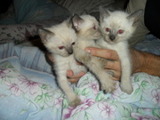 Сиамские-Тайские котята от красивого папаши.