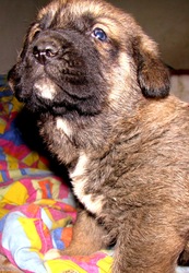 испанского мастифа щенки