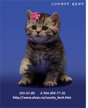 Хотите британского котенка?