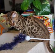продаю бенгальского котенка