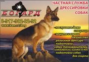 Воспитание собак в Набережных челнах