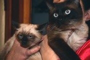 Сиамские котята старого типа