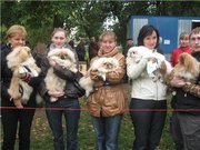 Пекинесы щенки очаровашки