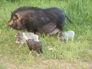 вьетнамские поросята