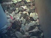 перепелята