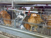 инкубационные яйца кур и перепелов