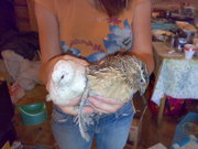 перепелов-несушек по 100 рублей