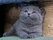 Британские котята .Медвежата в ваш дом