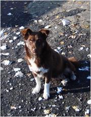 Собака, девочка, 1 год, в хорошие руки