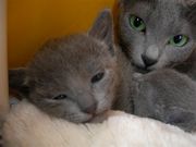 Продам котят породы Русская голубая