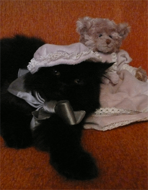 стрижка кошек без наркоза