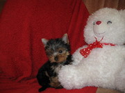 Йоркширский терьер, щенки