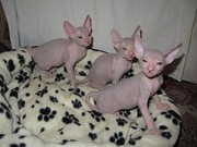 котят донского сфинкса