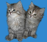 Изумительные голубые котята