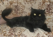 Шикарная кошка Бася в добрые руки!