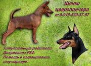 цвергпинчера  (миниатюрного пинчера,  минидобермана) щенки