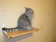 Продаю  британского котика