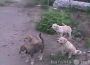 Восемь трехмесячных щенков ищут дом.