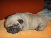 Продам щенка Мопса девочка темно-серая
