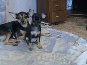 Продам щенков карликового пинчера
