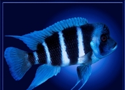 Аквариумные рыбки оптом и в розницу.