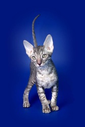 продам котика КОРНИШ-РЕКС