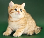 Золотые леопардики и голубоглазые шиншиллы