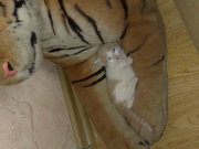 Два котенка ищут своих хозяев