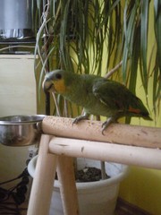 продам венесуэльского амазона