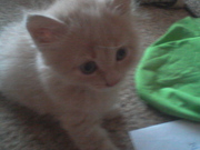 Котенка в хорошие руки