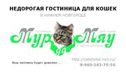 Гостиница для кошек в Нижнем Новгороде