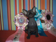 Замечательные котята канадского сфинкса колороносители