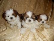 Щенки Ши-Тцу