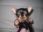Продаю щенков йоркширского терьера, чихуахуа, папийона