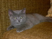 Продаю котят британские и шотландские вислоухие Ростов-на-Дону