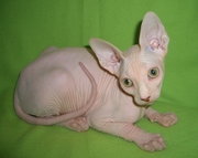 Котята породы Канадский сфинкс