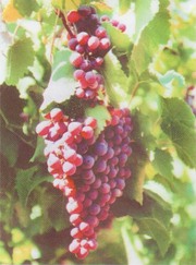 черенки и саженцы винограда реализую по всей России