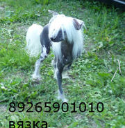 КИТАЙСКАЯ ХОХЛАТАЯ- ГОЛЫЙ КОБЕЛЬ ВЯЗКА