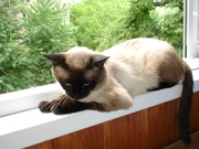 Продаю сиамских котят