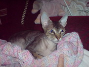 Донского сфинкса кошечку