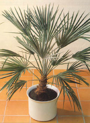 Пальма - символ мира, победы и власти