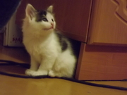 отдам 3-х очаровательных котят в хорошие руки