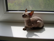 Котята породы петербургский сфинкс