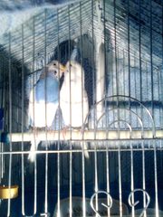 продам пару волнистых попугайчиков (со всем необходимым) - 800 рублей