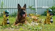 Чистопородные щенки немецкой овчарки