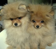 Шпиц померанский карликовый