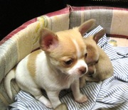 Продаю г/ш чихуа, кобели, с документами, дешево!