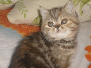 Экзотические котята