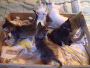 отдам фирменных котят