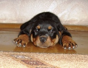 Щенки ротвейлера от титулованных родителей, документы РКФ